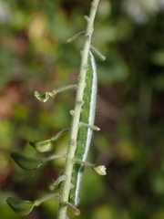 Anthocharis cardamines