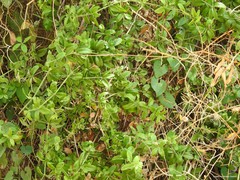 Rubia peregrina