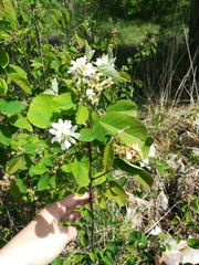 Amelanchier spicata
