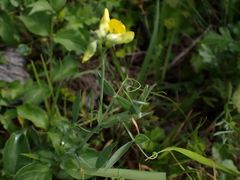 Lathyrus pratensis