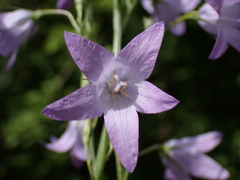 Campanula rapunculus