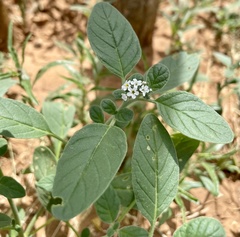 Heliotropium europaeum