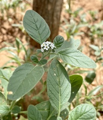 Heliotropium europaeum