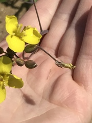 Diplotaxis tenuifolia