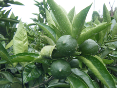 Citrus sudachi