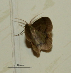 Lhommeia aediphlebia