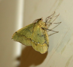 Lhommeia aediphlebia