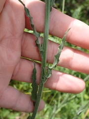 Campanula rapunculus