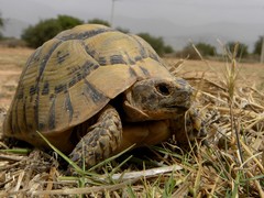 Testudo graeca