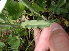 Campanula rapunculus