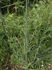 Campanula rapunculus