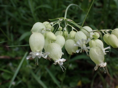 Silene vulgaris