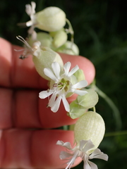 Silene vulgaris