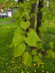 Tilia cordata