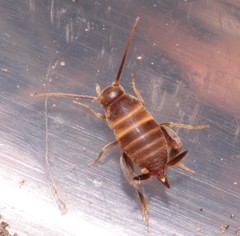 Myrmecophilus acervorum