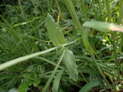 Silene vulgaris
