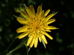 Tragopogon pratensis
