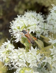 Stenopterus creticus