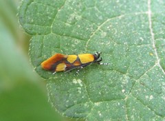 Epicallima icterinella