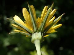 Tragopogon pratensis