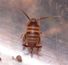 Myrmecophilus acervorum