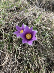 Pulsatilla halleri