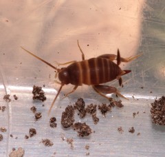 Myrmecophilus acervorum
