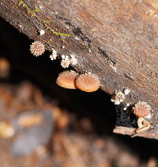 Psathyrella echinata