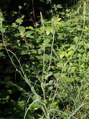 Tragopogon pratensis