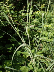 Tragopogon pratensis