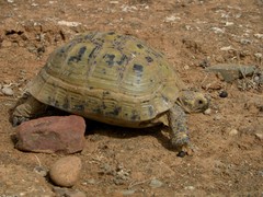 Testudo graeca