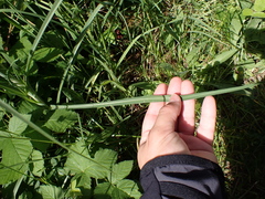 Tragopogon pratensis