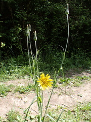 Tragopogon pratensis
