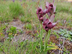 Bilamellaria
