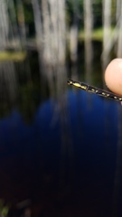 Phanogomphus borealis