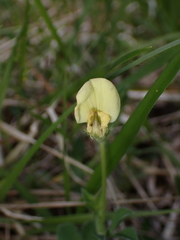 Lotus maritimus