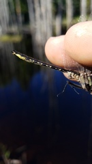 Phanogomphus borealis