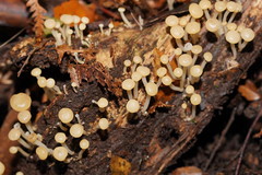 Vibrissea dura
