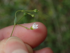 Linum catharticum