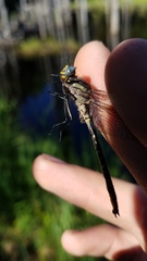 Phanogomphus borealis