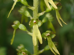 Neottia ovata