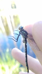 Phanogomphus borealis