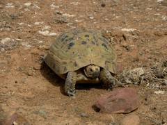 Testudo graeca