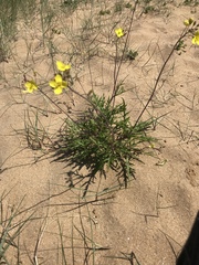 Diplotaxis tenuifolia
