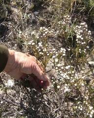 Phylica selaginoides