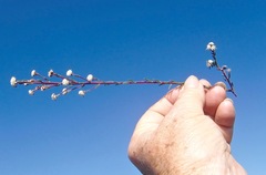 Phylica selaginoides