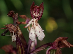 Orchis purpurea