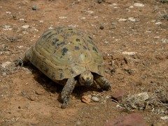 Testudo graeca