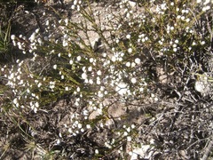 Phylica selaginoides