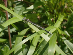 Platycnemis pennipes